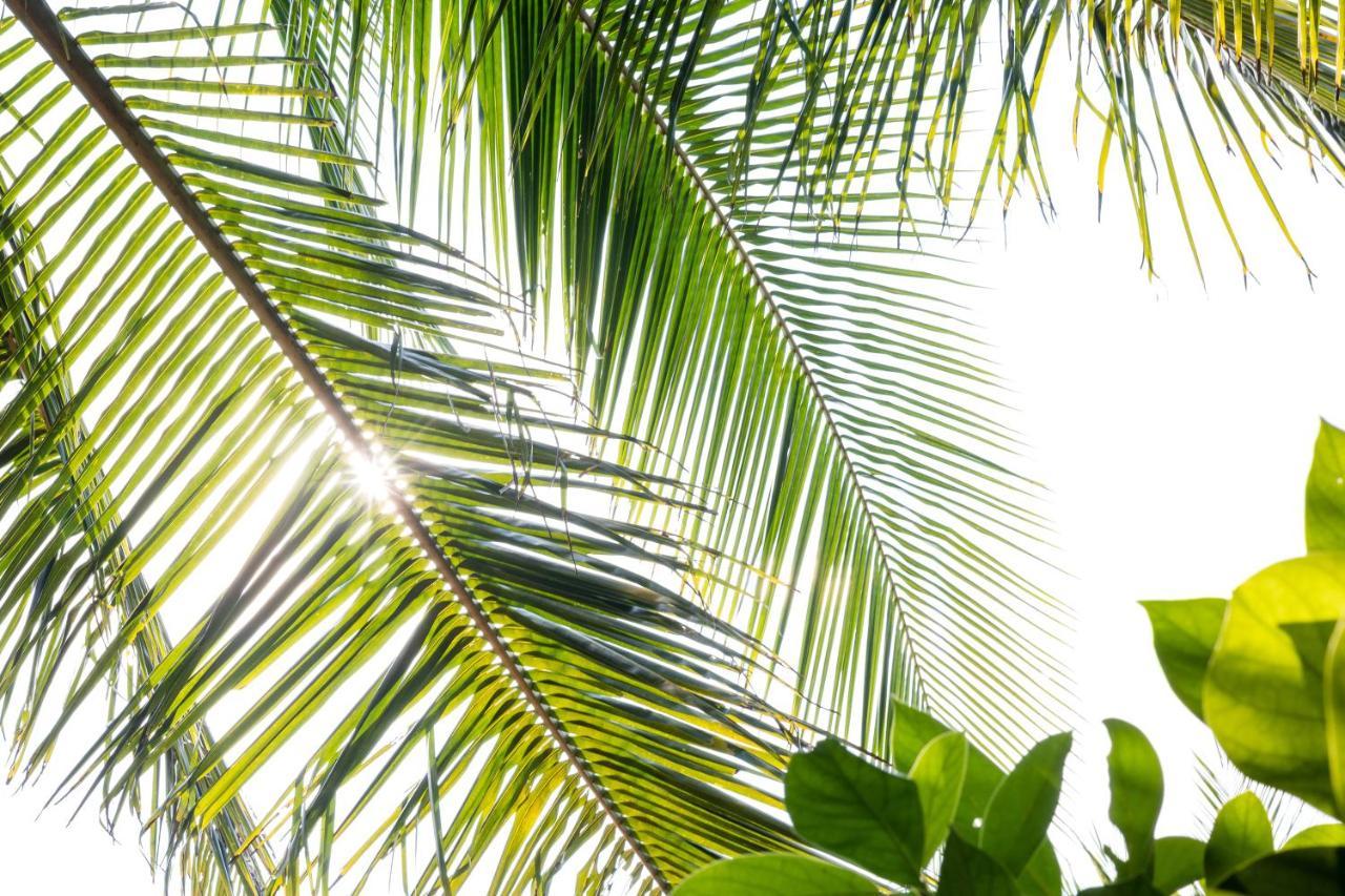 Under The Coconut Tree Hoi An Homestay エクステリア 写真